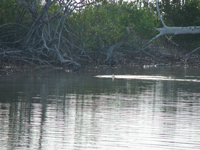 Tailing bonefish